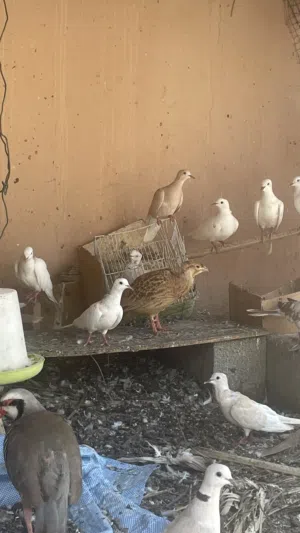 صفرد وحجل وحمام للبيع