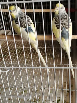 متاح زوج شكري برصاصي سبعة وقطع خط اول