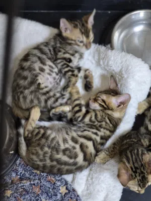 Bengal kittens