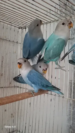Birds1