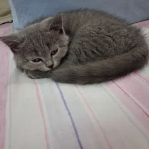 قطة للتبني برسوم