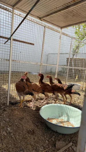 دجاج بكستاني 4 دجاجات