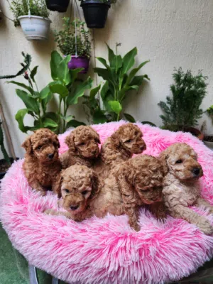 50 Days, Toy Poodle puppies