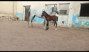 Horses2