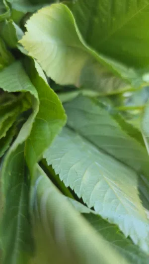 ملوخيه خضراء للبيع مشرطه ومفرومه جاهزة مثل الريحان بتجنن