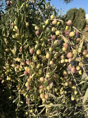 زيت زيتون جديد