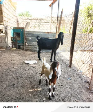 مطافيل ثنين ضروبة افغاني كل وحدة وراها ذكر