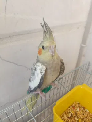 طيره كوكتيل للبيع اول البدل على فحل