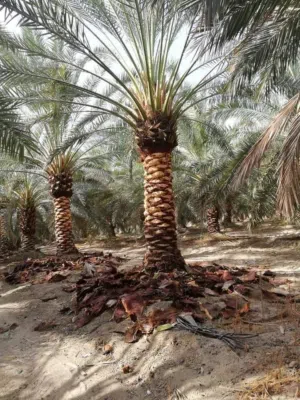 نخيل مثمر ( برحي - مجهول - دجلة نور - أحمر طلال  )