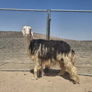 جعد نجديات