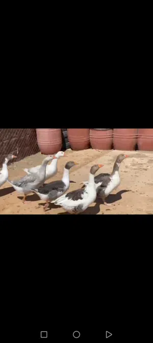 بط للبيع نضيف ومكفول