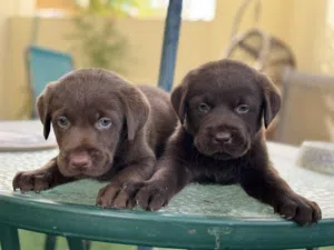 Labrador puppy