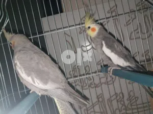 pairs of cocktail parrot