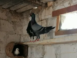 كوبيا مالتيز راقدة على دحي ماشاءالله تبارك الله لاقوة الا بالله