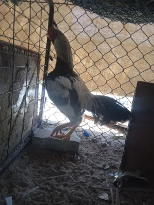 Pakistani Aseel pair and hen with chicks صوص