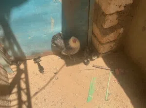 فلاليس للبيع اقرأ الوصف