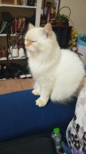 قط ذكر هملايا للتبني