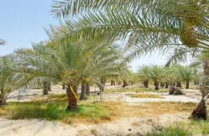 Farm . Yearly . 980000 m21