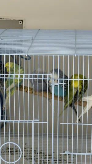 ذكور باتجي و 3 هوقو