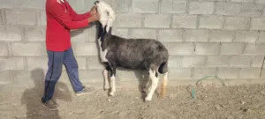 نجدي كبش وحاعده