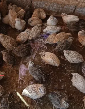 سمان للبيع ،4  حبات بريال