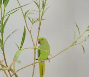 ‏ببغاء‏4