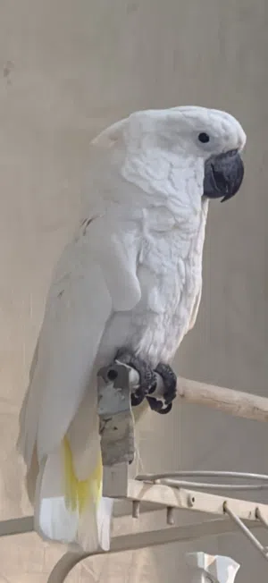 umbrella cockatoo 8 months super jambo full friendly and tamed