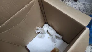 حمام للبيع او للبدل