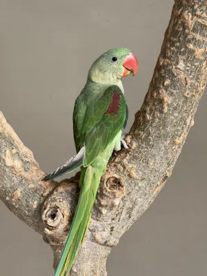 بغبغاء نيبالي الحجم الكبير جامبو للبيع   طير نظيف ماشاء الله  صحه ممتازه  عمر صغير  محجل