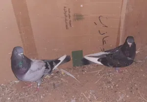 حمام قلاب برمنجهام رولر