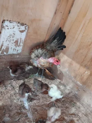 دجاج عربية صلعة وفلاليسها