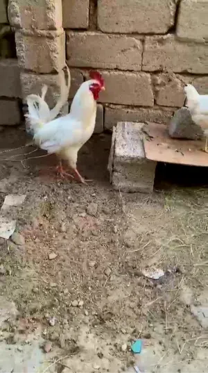ماشاء الله دجاج عرب الرس القديم كلش  الدجاج عربي رس قديم مشروطات من كلشي