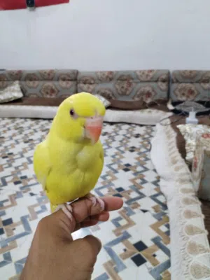 متاح درة لبيع بيهن 6كلمات ما مفهومات  ربه طينه كلش وتنزل وياكم تاكل بالصينية   وليريدة يجي  واتساب