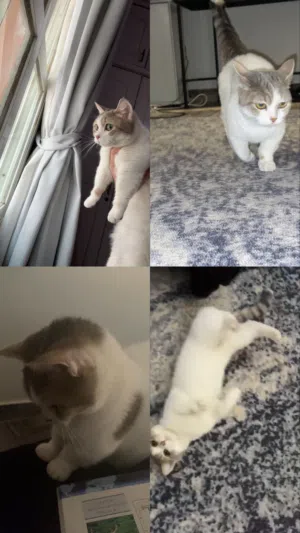 للبيع نثيه منجكن القزمه النادره