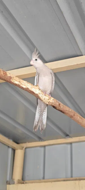 للبيع فرخ كوكتيل