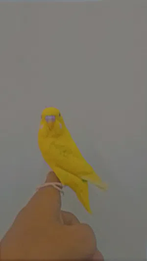 السلام عليكم عصفور مش مروض لكن مفيشي ولا عضه ويركب على اليد اقرا الوصف تحت