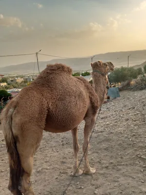 ‏جمال‏4