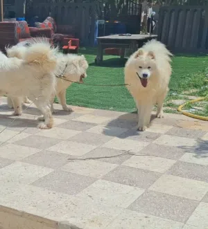 samoyd puppy _high level female سامويد