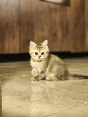 قطط سكوتش فولد و سترت الأم سكوتش فولد والاب سكوتش سترت ومتعودين على اللتر بوكس والأكل