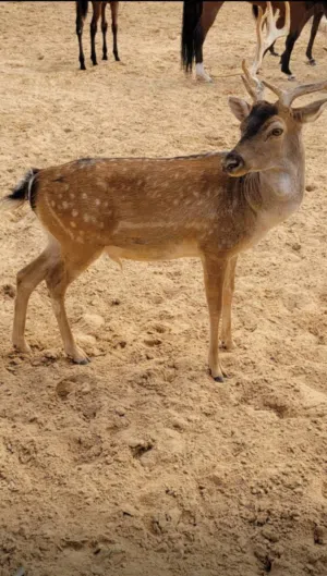 غزال الايل ذكر