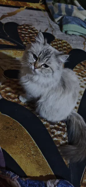 قطة شيرازية