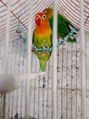 جوز فيشر للبيع أو للبدل