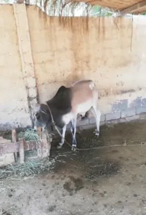 عجل صومالي تربية الدار