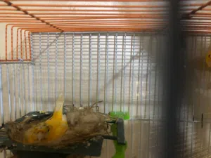 جوز جزري على وجه بيض