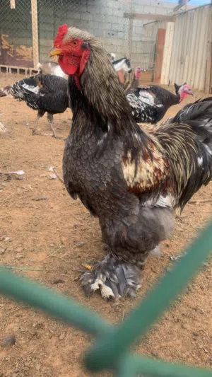 ديك براهما