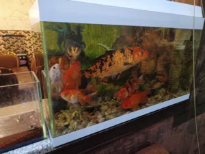 اربد * ايدون