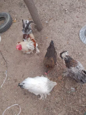 دجاج للبيع، براهمة وعربي، ومكلش، ديج وتلث دجاجات