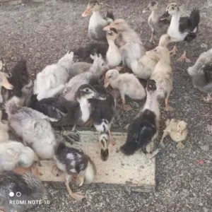 بط محلي صغار و كبار