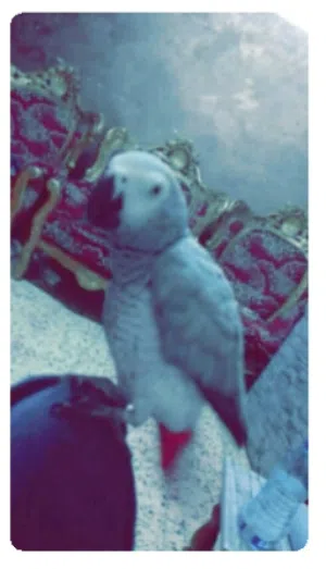 ببغاء كاسكو أنثى صلاة النبي