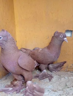 متاح فحله رواعب ونان جاهزات